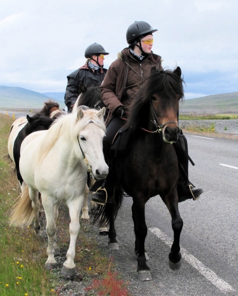 Islandshästar på väg